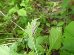 Dysaphis crataegi