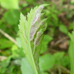 Dysaphis crataegi