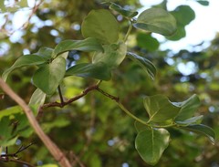 Dendrophthoe trigona