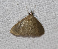 Hyalobathra