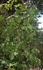 Dendrophthoe trigona