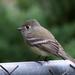 Hammond's Flycatcher - Photo (c) Pablo LÃ¨autaud, some rights reserved (CC BY-NC-ND)
