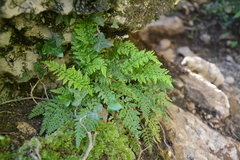 Asplenium fontanum