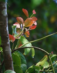 Dendrophthoe trigona