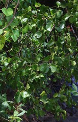 Dendrophthoe trigona