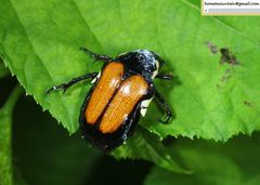 Campsiura mirabilis