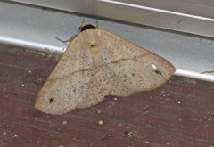 Ophyx eurrhoa