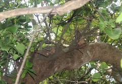 Dendrophthoe trigona