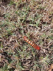 Cactoblastis cactorum