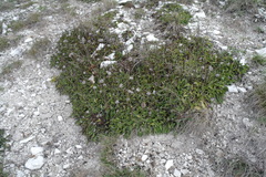 Globularia trichosantha