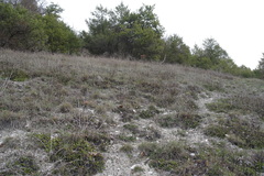 Globularia trichosantha