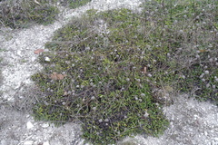 Globularia trichosantha