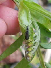 Dichelotarsus piniphilus