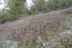 Globularia trichosantha
