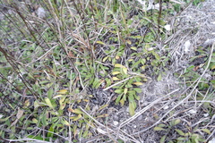 Globularia trichosantha