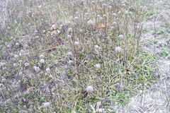 Globularia trichosantha