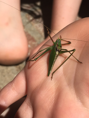 Platylyra californica