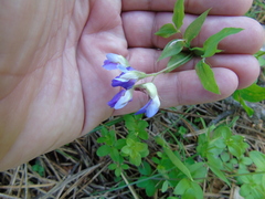 Lathyrus laxiflorus