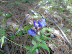 Lathyrus laxiflorus
