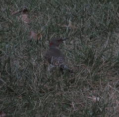 Colaptes auratus auratus