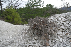 Astragalus arnacantha
