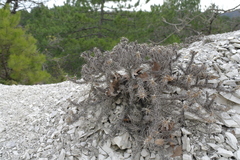Astragalus arnacantha