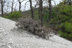 Astragalus arnacantha