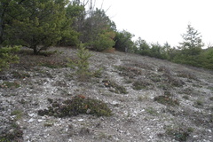 Globularia trichosantha