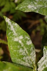 Golovinomyces magnicellulatus