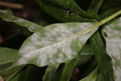 Golovinomyces magnicellulatus