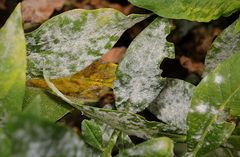 Golovinomyces magnicellulatus