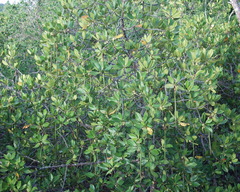 Avicennia