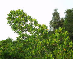 Avicennia