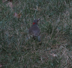 Colaptes auratus auratus