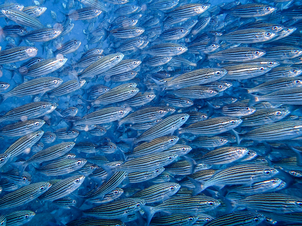 Galapagos-zalmbaars (Xenocys jessiae) — Haemulidae