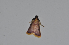 Hypsopygia mauritialis