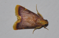 Hypsopygia mauritialis