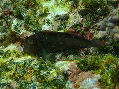 Ophioblennius steindachneri