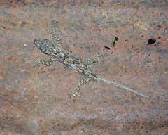 Hemidactylus mercatorius