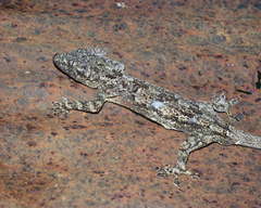 Hemidactylus mercatorius