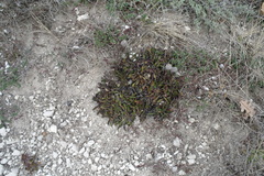 Globularia trichosantha