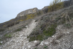 Globularia trichosantha
