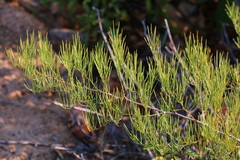 Asparagus transvaalensis