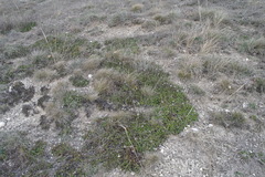 Globularia trichosantha