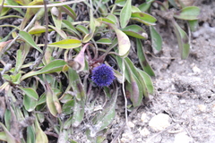 Globularia trichosantha