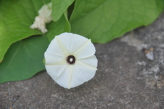 Ipomoea obscura image