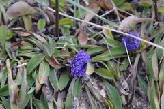 Globularia trichosantha