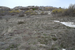 Globularia trichosantha