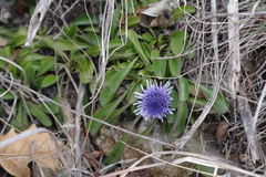Globularia trichosantha