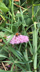 Bombus hypnorum